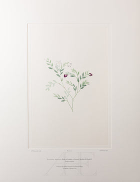 Banks Florilegium, Part 34, Plate 731