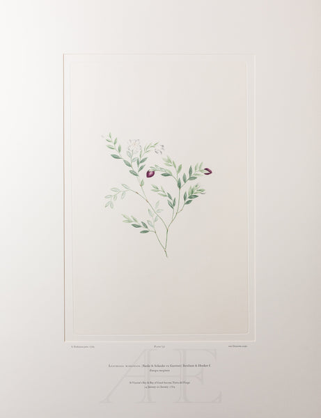 Banks Florilegium, Part 34, Plate 731