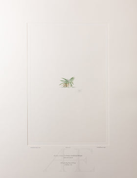 Banks Florilegium, Part 34, Plate 732