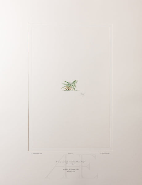 Banks Florilegium, Part 34, Plate 732