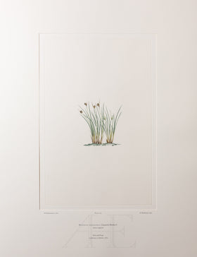 Banks Florilegium, Part 34, Plate 733