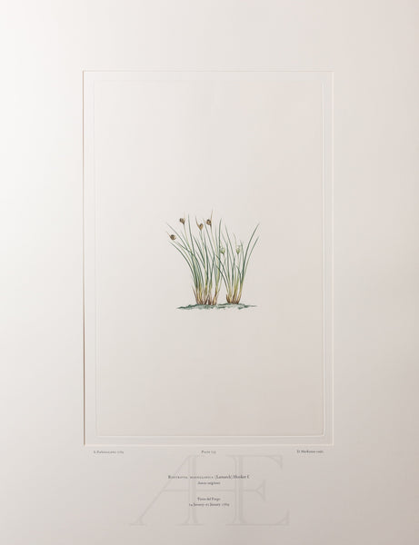 Banks Florilegium, Part 34, Plate 733