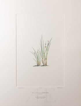 Banks Florilegium, Part 34, Plate 734