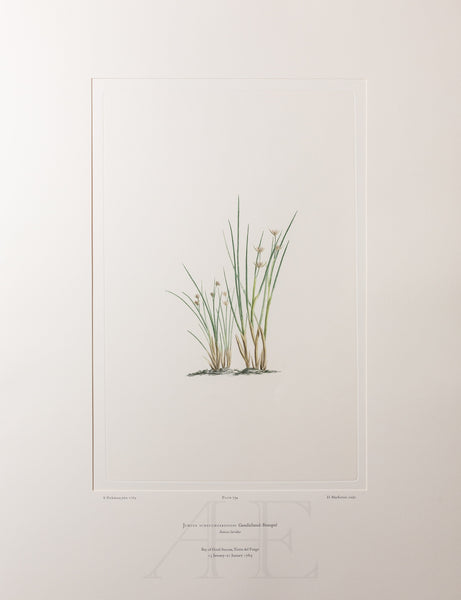 Banks Florilegium, Part 34, Plate 734