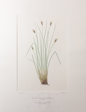 Banks Florilegium, Part 34, Plate 735