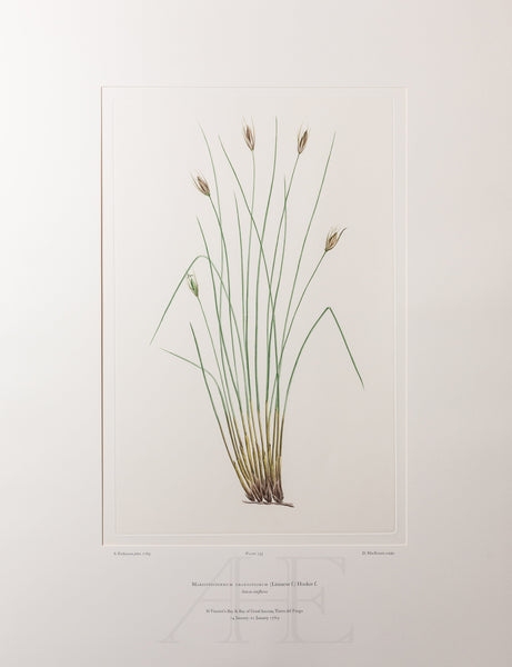 Banks Florilegium, Part 34, Plate 735