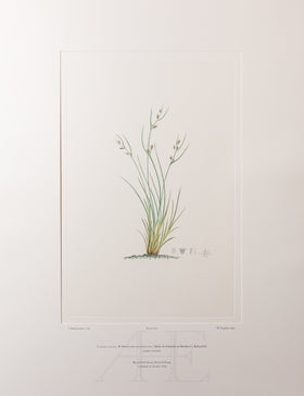 Banks Florilegium, Part 34, Plate 736