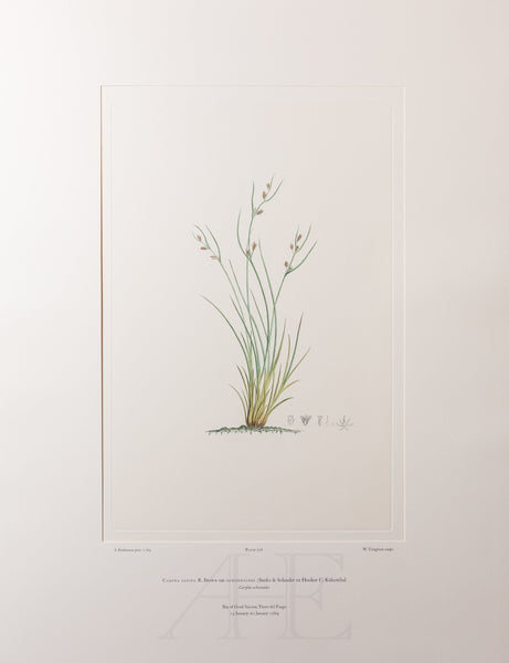 Banks Florilegium, Part 34, Plate 736