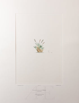 Banks Florilegium, Part 34, Plate 737