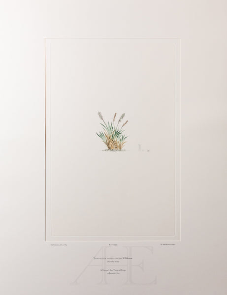 Banks Florilegium, Part 34, Plate 737