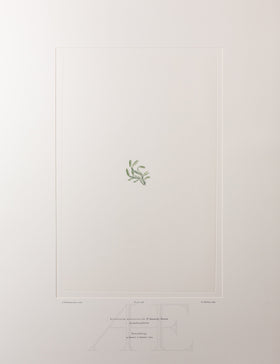 Banks Florilegium, Part 34, Plate 738