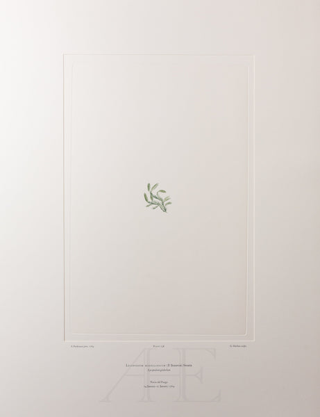 Banks Florilegium, Part 34, Plate 738