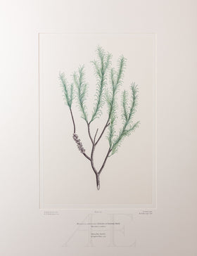 Banks Florilegium, Part 35, Plate 739