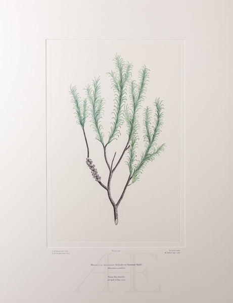 Banks Florilegium, Part 35, Plate 739