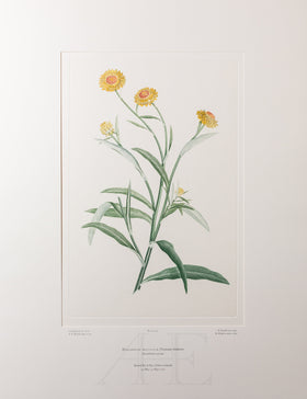 Banks Florilegium, Part 35, Plate 740