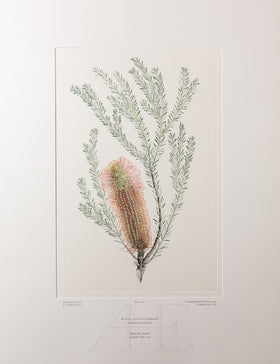 Banks Florilegium, Part 35, Plate 741