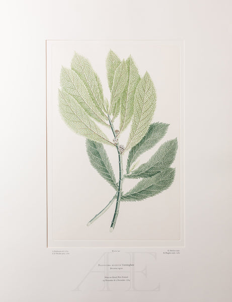 Banks Florilegium, Part 35, Plate 742