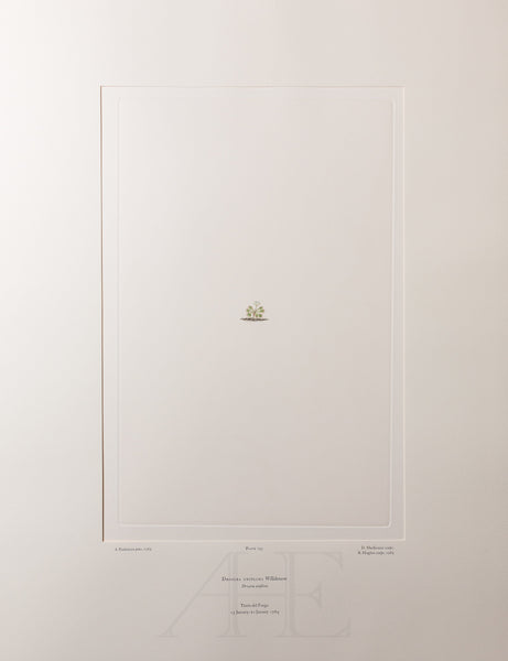 Banks Florilegium, Part 35, Plate 743