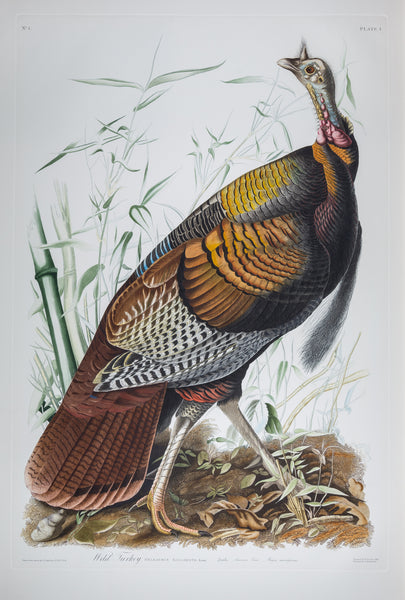The portfolio of six (6) plates from Audubon's Birds of America