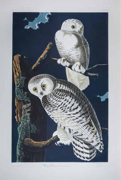 The portfolio of six (6) plates from Audubon's Birds of America