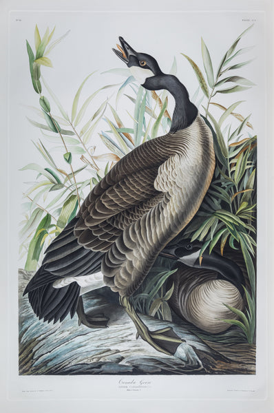 The portfolio of six (6) plates from Audubon's Birds of America