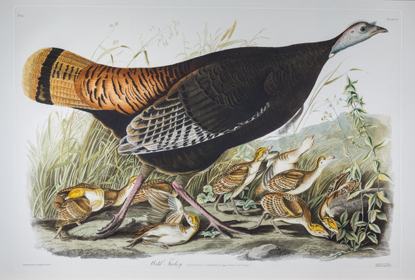 The portfolio of six (6) plates from Audubon's Birds of America