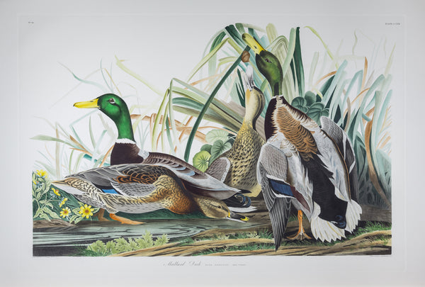 The portfolio of six (6) plates from Audubon's Birds of America