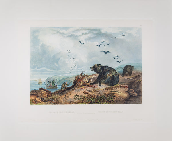 Tab 36 - Hunting of the Grizzly Bear