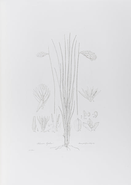 The complete edition of Bauer's Illustrationes Florae Novae Hollandiae