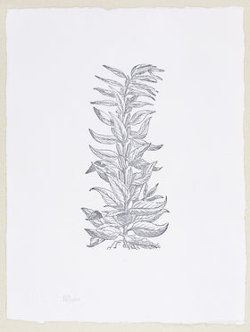 Plate 409 - Sesamum (Sesame)