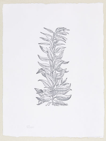 Plate 409 - Sesamum (Sesame)