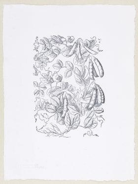 Plate 429 - Pisum Maius (Garden Pea)