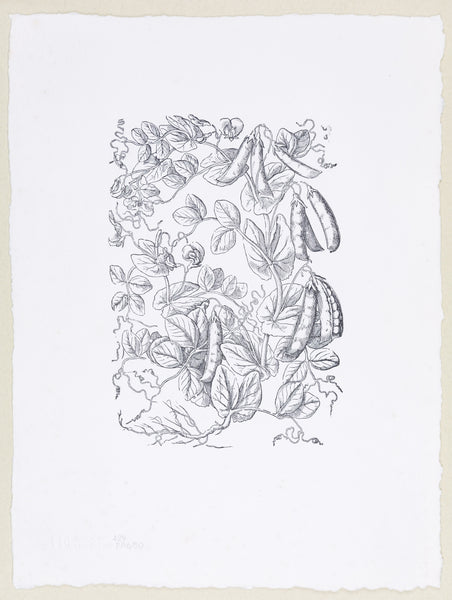 Plate 429 - Pisum Maius (Garden Pea)