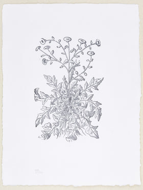 Plate 498 - Sonchus apera (Sow Thistle)