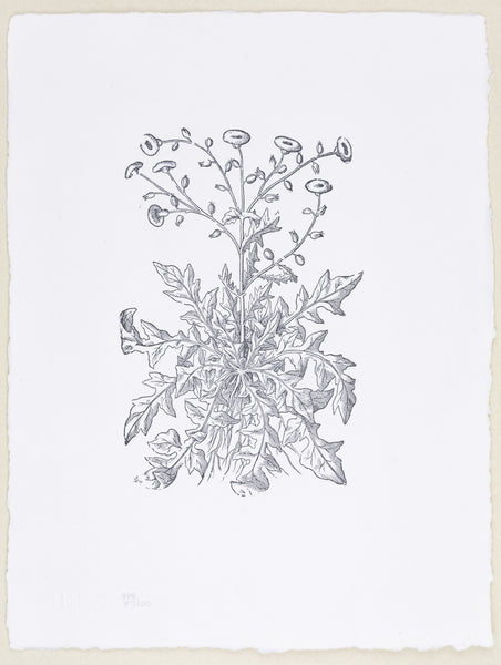 Plate 498 - Sonchus apera (Sow Thistle)