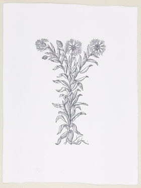 Plate 507 - Cyanus maior (Cornflower)
