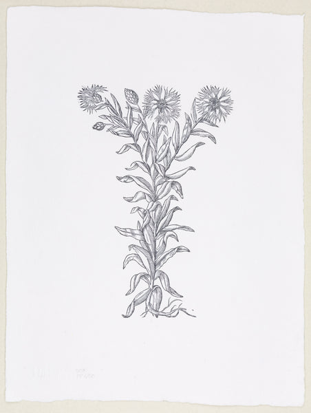 Plate 507 - Cyanus maior (Cornflower)