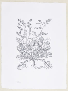 Plate 530 - Erica sativa (Rocket)