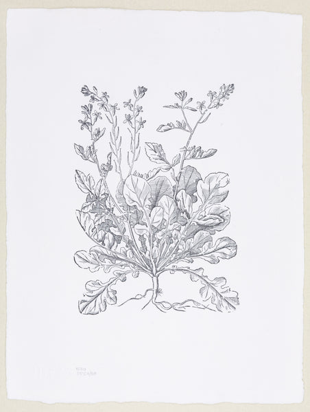 Plate 530 - Erica sativa (Rocket)