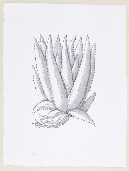 Plate 683 - Aloe sine floribus (Aloe)
