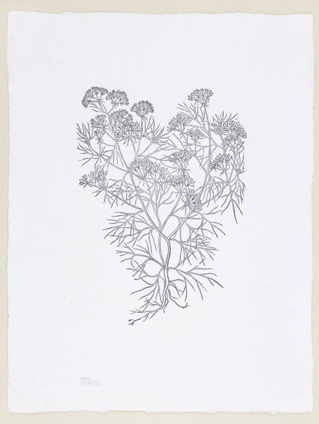 Plate 758 - Cuminum satium (Cumin)