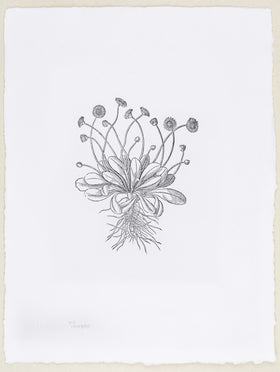 Plate 912 - Bellis minor (Daisy)