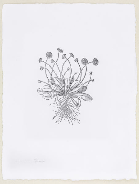 Plate 912 - Bellis minor (Daisy)