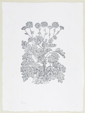 Plate 1083 - Aconitum pardalianches (Great Leopard's Bane)